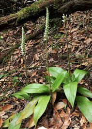 Image result for Goodyera