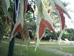 Image result for Platycerium stemaria