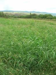 Image result for Panicum monticola
