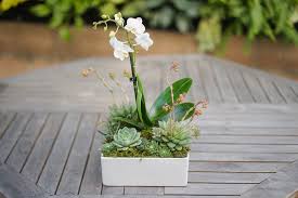 Succulent arrangements made with floral design principles and elements! Orchid Succulent Arrangement Dalla Vita