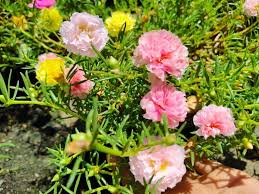 Ga er rustig voor zitten en laat je inspireren door deze vijftien nationale datandk bunga ros jepun online datando voorbeelden van zeer geslaagde en virale campagnes op facebook. Nampak Kering Jangan Biar Terus Mati Buat Begini Untuk Pastikan Ros Jepun Kembali Subur Berbunga Lebat Vanilla Kismis