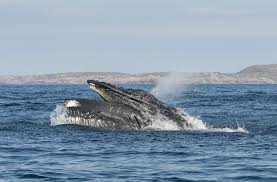 Browse 8,945 humpback whale stock photos and images available, or search for humpback whale tail or humpback whale breaching to find more great stock photos and pictures. Humpback Whale Match From Coll To The Firth Of Forth Hebridean Whale Dolphin Trust
