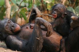 5months 3weeks,1year to 5 years old.adoption price for baby male $1500 this amount include shipping,vet certificate and kennel.for baby female $2000 and pair $2500 include shipping,vet certificate and cage.all my chimpanzee monkeys will be issued a health medicate certificate,diapers (two pair) by a veterinarian Chimp Bonobos