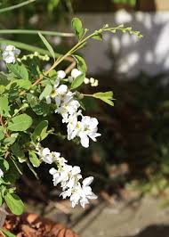 Image result for Exochorda