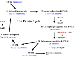 This article will describe 5 simple steps that will let you address problems with pgal files. Photosynthesis Pathway Of Carbon Fixation