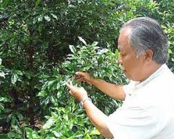 Usda nop, eu, cor organics, gmp and halal certified Nasuha Plans To Export Herbs And Spices To Europe The Star