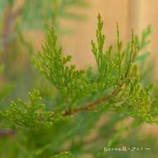 Image result for Calocedrus decurrens