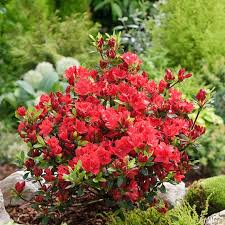 Von brillantem, schönem pink bis zu leuchtenden pfirsichfarben oder samtenen lavendeltönen erstrahlen die blüten in den. Japanische Azalee Fridoline Rhododendron Obtusum Fridoline Immergrune Laubgeholze Garten Schluter
