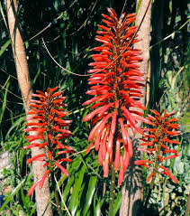 Image result for Aloe mzimbana