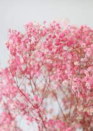 Bright Pink Preserved Baby S Breath Flowers 26 30 Tall In 2021 Babys Breath Flowers Babys Breath Dried Flower Bouquet