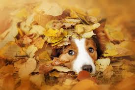 Image result for dogs in autumn photos