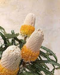 Feeling Very Inspired By The Golden Hues Of Banksias And Their Curly Zig Zag Leaves Photo By E Australian Wildflowers Australian Native Flowers Unique Flowers