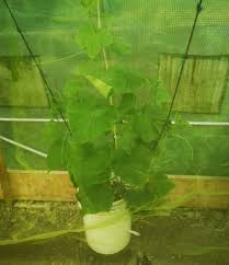 Image result for how to self pollinate cucumbers