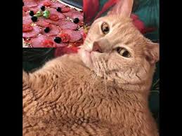 Can cats have salami cats can have a little salami meme cats. Cats Can Have A Little Salami Know Your Meme