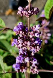 Image result for Vitex