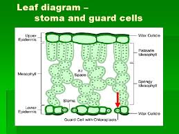 Check spelling or type a new query. Plants Structure Leaves Stem Roots Leaves Function Of