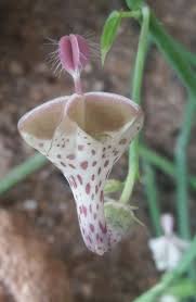 Image result for Ceropegia haygarthii