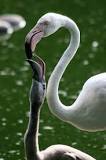 Image result for What is pigeon's milk?
