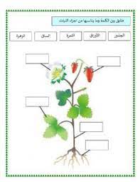 تحديد أجزاء النبات language arabic grade level 3 school subject علوم main content الن islamic kids activities art activities for kids learn arabic alphabet