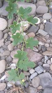 Image result for Cucumis quintanilhae