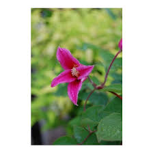 Texensis) a texas native, this species will stand up to dry, hot summers. Clematis Texensis Princess Diana Princess Diana Texas Leather Flower Broken Arrow Nursery