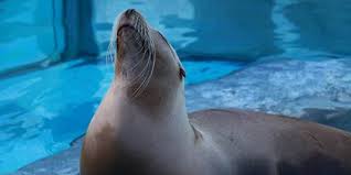 Rüyada mavi tül perde görmek çok büyük üzüntü ve sıkıntı. Ruyada Tul Perde Gormenin Yorumu Hayirli Bir Gonus Iliskisi Anlamina Geliyor