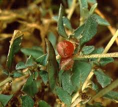 Image result for Centemopsis