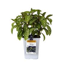 Image result for Sanchezia