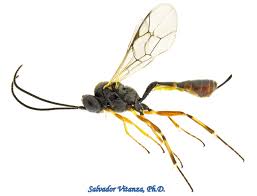 Image result for Empogona sp. A