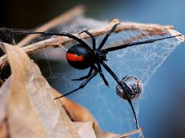 Black widow spiders are arachnids that are known for the females' unique appearance and tendency to eat their mates. Redback Spider Bites Australian Man On The Penis For The Second Time The Independent The Independent