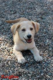 Sweet low shed type coat. Adopt Kingston On Petfinder Lab Mix Puppy Lab Mix Dogs Labrador Retriever Mix