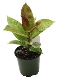 Image result for Ficus muelleriana