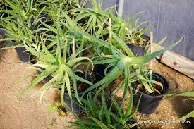 Image result for Aloe