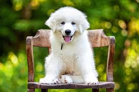 German shepherd great pyrenees mix price. Great Pyrenees Dog Breed Information