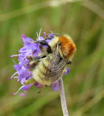 Image result for Bombus muscorum