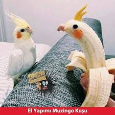Hayat Sevince Paylasinca Guzel Sosyalokuz Okuz Komik Cok Cokkomik Resim Resimler Eglence Eglen Papaganlar Komik Hayvan Fotograflari Muhabbet Kuslari