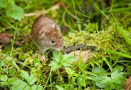 Easy to use vole repellent infused with all natural ingredients ends vole problems naturally. Best Vole Repellents Updated For 2021 Pests Org