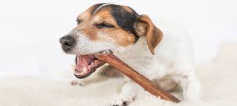 Weiß jemand, wann hunde die milchzähne verlieren? Tschuss Zahnbelag Und Parodontitis So Unterstutzt Du Die Zahngesundheit Bei Deinem Hund