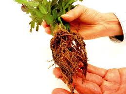 Hydro prickly pear cacti force rooting cacti cuttings in water. Repotting Christmas Cactus Into Hydroponics