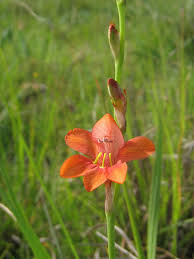 Image result for Tritonia