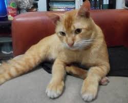 Check spelling or type a new query. 85 Gambar Kucing Rock Hd Gambar Pixabay