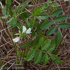 Image result for Galactia