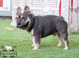Your reputable breeder for high quality frenchies including brindles, fawns, sables, blue fawns, blue brindles, chocolate brindles, pure blacks, pure blues, black & tans, blue & tans, and pieds in each of these colors, with more on the way. Frenchie Color Genetics Tato S Frenchies South Florida S Best French Bulldogs