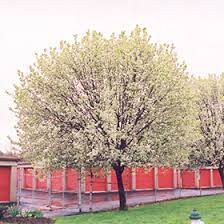 To train properly angled scaffold branches, either weight the branches, tie for flower buds to develop well, all branches of the tree should be exposed to adequate sunlight. Bradford Ornamental Pear Pyrus Calleryana Bradford In Burlington Waterdown Dundas Ontario Ontario On At Connon Nurseries