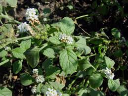 Image result for Heliotropium lineare