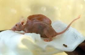 To be a little more specific, they were scid, or severe combined immunodeficient, mice. Tequila Jayne On Twitter Remember The Mouse Who Had A Human Ear Grown On His Back Well Ear He Is Http T Co Tr2bgpnd7j