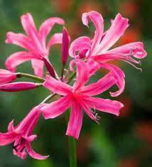 Rare Bowdenii Nerine Autumn Pink Bulb 14 Cm Us Seller Etsy October Flowers Bulb Autumn Garden