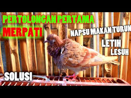 Salah satu impian bagi para pemilik burung dara yang sering sekali mengikutsertakan burung daranya di ajang perlombaan, tentu saja menginginkan kemenangan di samping tergour akan hadiah dan juga namanya yang melambung. Cara Obati Burung Merpati Sakit Lesu Napsu Makan Turun By Deky Amzani