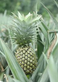 The pineapple is indigenous to south america, where it has been cultivated for many centuries.the introduction of the pineapple to europe in the 17th century made it a significant cultural icon of luxury. The Vazhakulam Pineapple The Fruit That Has Brought Prosperity To This Kerala Town The News Minute