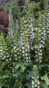 Image result for Acanthus
